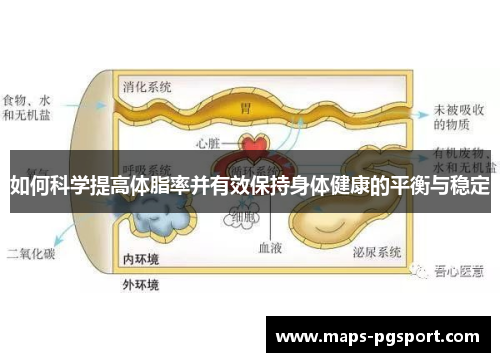 如何科学提高体脂率并有效保持身体健康的平衡与稳定